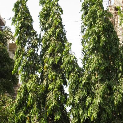 Ashoka (Polyalthia Longifolia)2-min