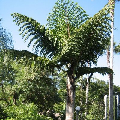 Giant Fishtail Palm (Caryota obtusa)-min