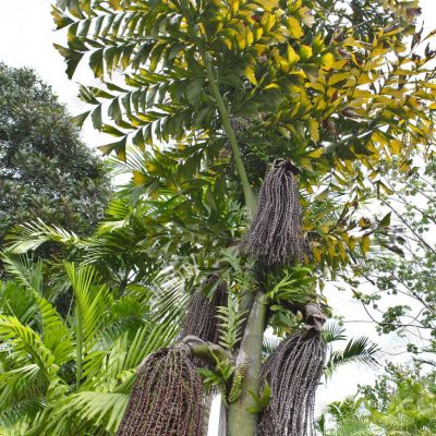 giant fishtail palm-min